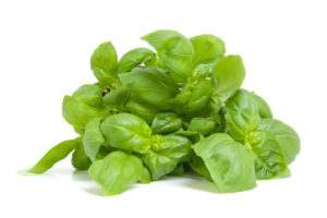 fresh basil plant